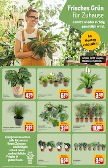 Zimmerpflanzen im aktuellen REWE Prospekt (Hamburg) Zimmerpflanzen im REWE Prospekt "Dein Markt" mit 44 Seiten (Hamburg)