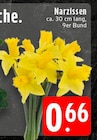 Aktuelle Narzissen Angebote bei EDEKA in Essen Aktuelles Narzissen Angebot bei EDEKA in Essen ab 0,66 €