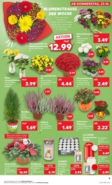 Chrysantheme im Kaufland Prospekt in Karlsruhe Aktueller Kaufland Prospekt mit Chrysantheme, "Aktuelle Angebote", Seite 5