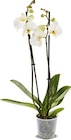 Orchidee im Angebot bei Netto Marken-Discount in Ibbenbüren Orchidee Angebote bei Netto Marken-Discount Ibbenbüren für 5,99 €