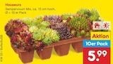 Hauswurz im Angebot bei Netto Marken-Discount in Gelsenkirchen Hauswurz Angebote bei Netto Marken-Discount Gelsenkirchen für 5,99 €