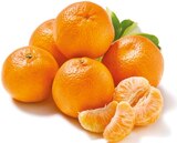 Mandarinen „Nadorcott“ im aktuellen Netto mit dem Scottie Prospekt