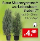 Blaue Säulenzypresse oder Lebensbaum Brabant Angebote bei Zimmermann Lingen für 4,69 €