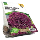 GRÜN ERLEBEN GROSSBLÜTIGER ZIERLAUCH Angebote bei ROSENGUT Langerwisch Potsdam für 3,99 €