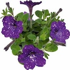 PETUNIE „STERNENHIMMEL“ im Angebot bei OBI in Bergkamen PETUNIE „STERNENHIMMEL“ Angebote von grow by OBI bei OBI Bergkamen für 2,99 €