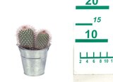 Kakteen/Sukkulenten im Zinkeimer Angebote bei Lidl Salzgitter für 1,99 €