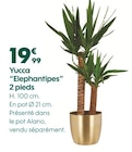 Yucca "Elephantipes" 2 pieds à 19,99 € dans le catalogue Truffaut