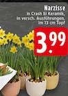 Narzisse bei EDEKA im Köln Prospekt für 3,99 €