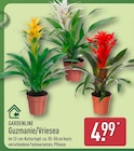 Guzmanie/Vriesea von GARDENLINE für 4,99 € bei ALDI Nord im Angebot Guzmanie/Vriesea von GARDENLINE im aktuellen ALDI Nord Prospekt