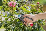 Ecoline Gartenschere bei Profi Ruhl im Prospekt "" für 14,99 €