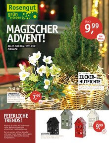 Pflanzen im aktuellen ROSENGUT Langerwisch Prospekt (Potsdam) Pflanzen im ROSENGUT Langerwisch Prospekt "MAGISCHER ADVENT!" mit 12 Seiten (Potsdam)
