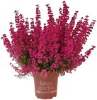Aktuelle Pflanzen Angebote bei Penny in Wolfsburg Aktuelles Glockenheide Angebot bei Penny in Wolfsburg ab 1,89 €
