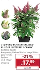 Zwerg-Schmetterlings-Flieder 'Butterfly Candy' bei Dehner Garten-Center im Heidenheim Prospekt für 17,99 €
