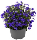 Studentenblume Angebote bei REWE Ludwigsburg für 1,19 €