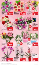 Orchidee im Kaufland Prospekt in Mülheim Aktueller Kaufland Prospekt mit Orchidee, "Aktuelle Angebote", Seite 3