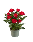 Rosier en pot - Lidl à Mulhouse Rosier en pot en promo chez Lidl Mulhouse à 1,59 €
