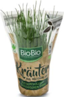 Kräutertopf im Angebot bei Netto Marken-Discount in Göttingen Kräutertopf Angebote von BioBio bei Netto Marken-Discount Göttingen für 1,69 €
