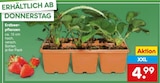 Erdbeerpflanzen  im aktuellen Netto Marken-Discount Prospekt für 4,99 €