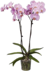 Orchidee (Phalaenopsis „Taiwan“) im Angebot bei Globus-Baumarkt in Düsseldorf Orchidee (Phalaenopsis „Taiwan“) Angebote bei Globus-Baumarkt Düsseldorf für 9,99 €