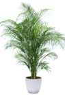 Goldfruchtpalme Angebote bei OBI Nürnberg für 27,99 €