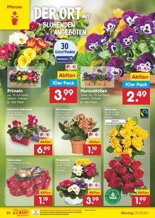 Blumentopf im Netto Marken-Discount Prospekt "Aktuelle Angebote" mit 65 Seiten (Neuss)