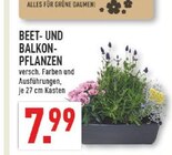 Beet- und Balkon-Pflanzen im Angebot bei Marktkauf in Iserlohn Beet- und Balkon-Pflanzen Angebote bei Marktkauf Iserlohn für 7,99 €