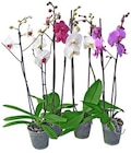 Aktuelle Orchidee Angebote bei REWE in Hamburg Aktuelles Schmetterlingsorchidee Angebot bei REWE in Hamburg ab 7,77 âŹ