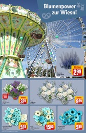 Chrysantheme im REWE Prospekt Dein Markt auf S. 9