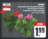 EDEKA Litzendorf - Geranie Angebot im Prospekt Geranie bei EDEKA im Litzendorf Prospekt für 1,99 €