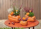 toom Baumarkt Hamm - Kürbis-Arrangement Angebot im Prospekt Kürbis-Arrangement bei toom Baumarkt im Hamm Prospekt für 7,99 €