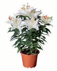 Lilien orientalisch Angebote bei Lidl Delmenhorst für 6,99 €