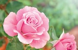 Rosiers - Finest Garden en promo chez Norma Rosiers - Finest Garden dans le catalogue Norma