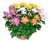 Coupe de chrysanthème - Carrefour à Creil Coupe de chrysanthème en promo chez Carrefour Creil à 4,99 €