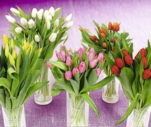 Le bouquet de 10 Tulipes - Géant Casino à Angers Le bouquet de 10 Tulipes en promo chez Géant Casino Angers à 4,00 €