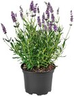 Aktuelle Blumen Angebote bei Penny in Oberhausen Aktuelles Lavendel Angebot bei Penny in Oberhausen ab 1,69 €