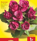 Moosrosen im Netto Marken-Discount Prospekt Moosrosen von im aktuellen Netto Marken-Discount Prospekt für 1,00 €