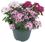 Aktuelle Pflanzen Angebote bei REWE in Bielefeld Aktuelles Chrysantheme Trio Pink Cadillac Angebot bei REWE in Bielefeld ab 2,29 €