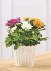 Chrysanthème Tricolore - Super U à Rezé Chrysanthème Tricolore en promo chez Super U Rezé à 4,99 €