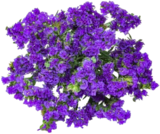Blumen-Beiwerk bei Kaufland im Weißwasser Prospekt für 1,99 €