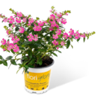 Penny Dornhan - Japanische Scheinmyrte Angebot im Prospekt Japanische Scheinmyrte bei Penny im Dornhan Prospekt für 1,49 €