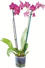 Schmetterlings-Orchidee 'Phalaenopsis' bei Netto Marken-Discount im Oberhonnefeld-Gierend Prospekt für 3,99 €