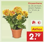 Aktuelles Chrysantheme Angebot bei Netto Marken-Discount in Krefeld ab 2,79 €