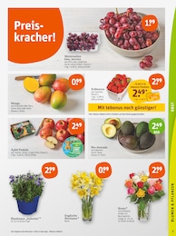 tegut Obst im Prospekt 