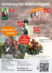 Aktueller Raiffeisen Rhein-Ahr-Eifel Handelsgesellschaft mbH Prospekt mit Pflanzen, "Wärme für dein Haus, Herz und Garten!", Seite 8