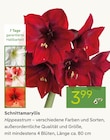 Pflanzen Kölle Hamburg - Schnittamaryllis Angebot im Prospekt Schnittamaryllis bei Pflanzen Kölle im Hamburg Prospekt für 3,99 €