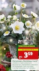 Christrose „Christmas Carol“ Angebote bei Pflanzen Kölle Schorndorf für 3,59 €