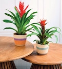 Bromelias en promo chez U Express Champigny-sur-Marne à 8,99 €