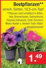 Zimmermann Wilhelmshaven - Beetpflanzen Angebot im Prospekt Beetpflanzen bei Zimmermann im Wilhelmshaven Prospekt für 1,49 €