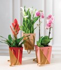 Plante fleurie - Super U à Toulon Plante fleurie en promo chez Super U Toulon à 8,99 €
