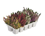Aktuelle Pflanzen Angebote bei Lidl in Recklinghausen Aktuelles Heidekraut (Calluna vulgaris) Angebot bei Lidl in Recklinghausen ab 6,99 €